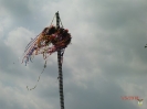 01.05.2010 KGV Maibaum aufstellen